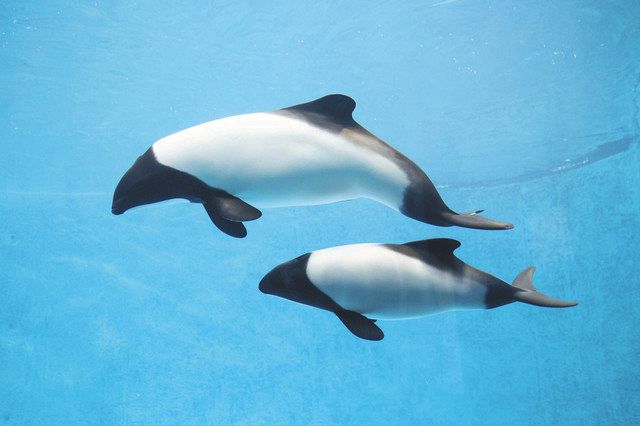 鳥羽水族館