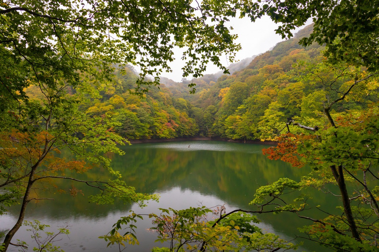 白神山地