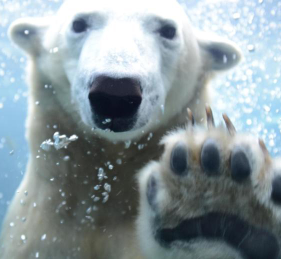 札幌円山動物園