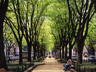 定禪寺通櫸樹林蔭道