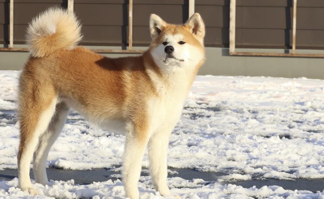 忠犬八公~秋田犬之里