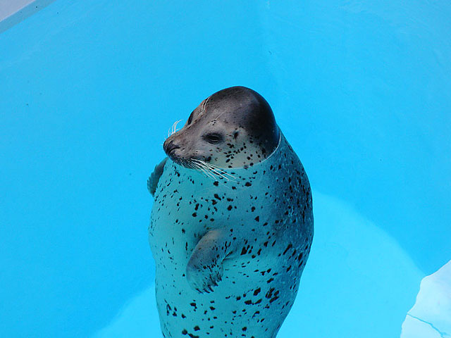 男鹿水族館GAO