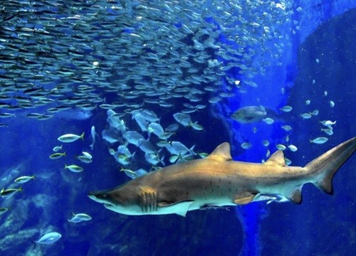 海之中道水族館