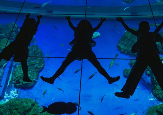DMM Kariyushi水族館