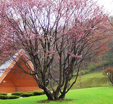 羊蹄山名水公園