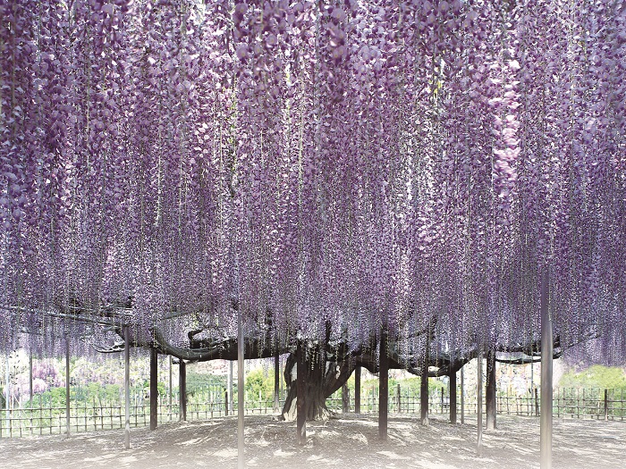 足利花卉公園