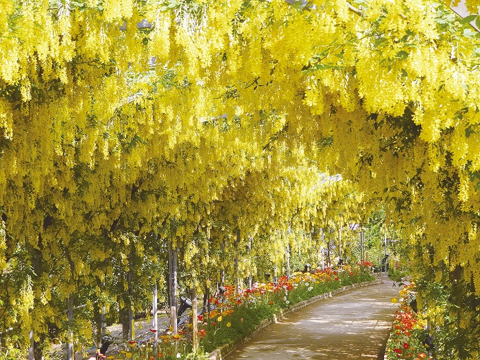 足利花卉公園