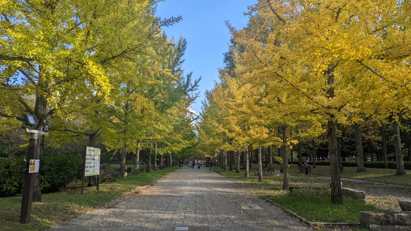 山形縣綜合運動公園銀杏大道