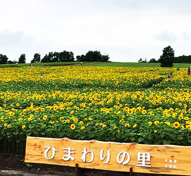 北龍向日葵之里