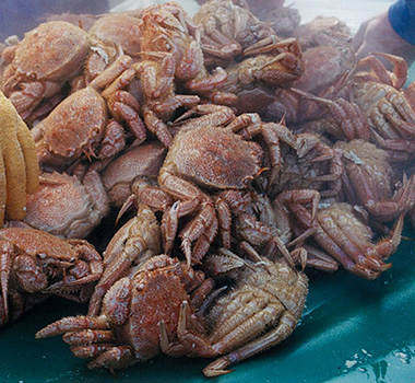 広尾滿腹祭(舊名:広尾螃蟹節)