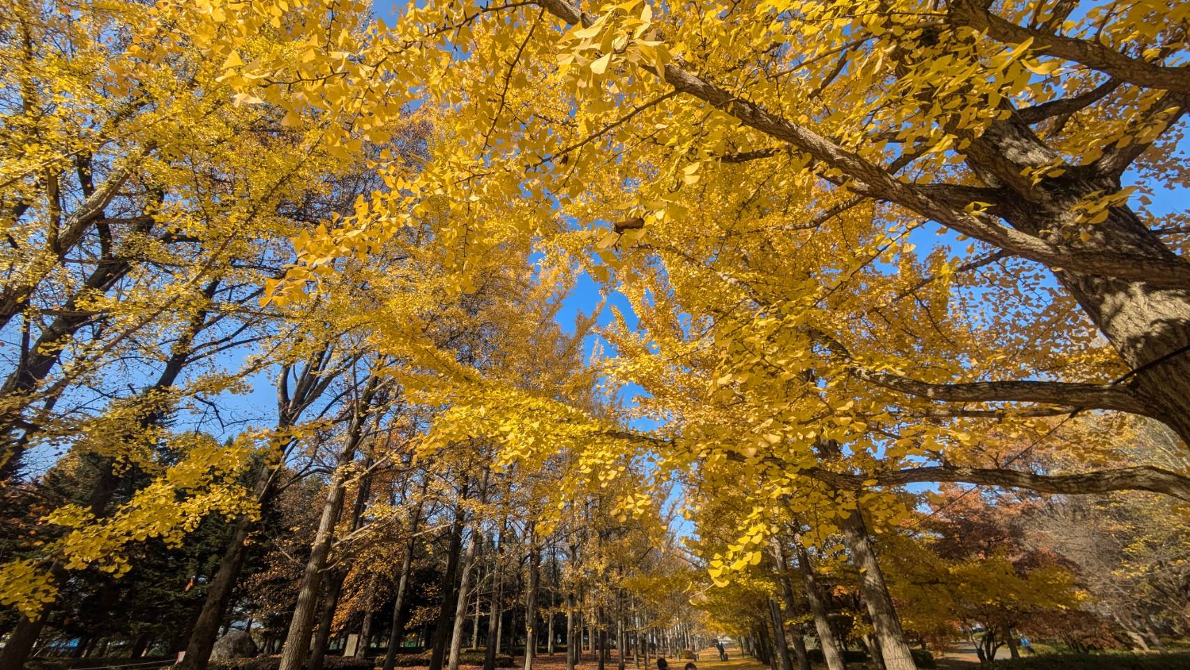 山形縣綜合運動公園銀杏大道