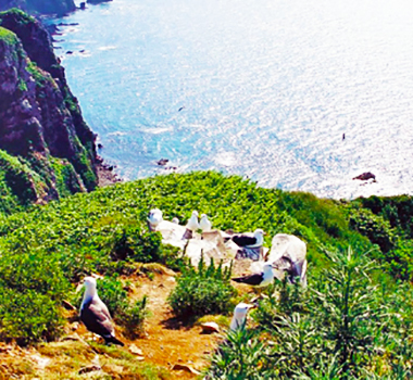 天売島