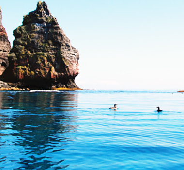 天売島