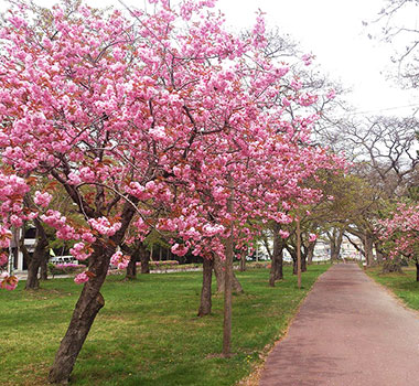 青葉丘公園