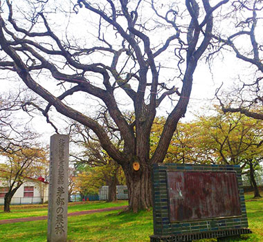 青葉丘公園