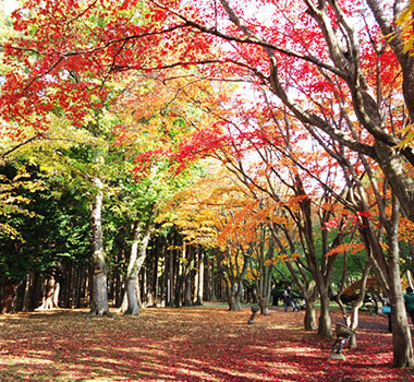 函館見晴公園