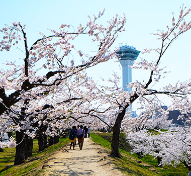 五稜郭公園(賞櫻)