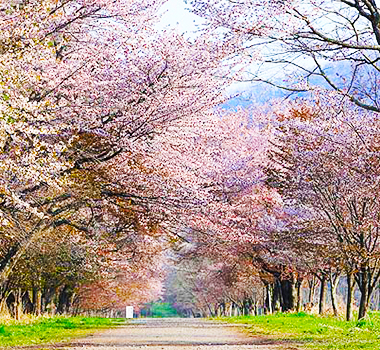二十間道路櫻花林間