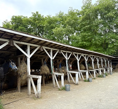 富良野騎馬牧場~遊馬