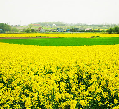 瀧川油菜花田