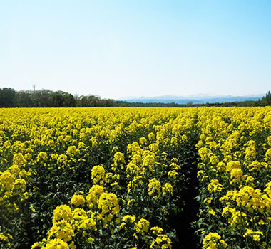 瀧川油菜花田
