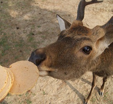 奈良公園