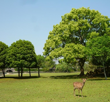 奈良公園