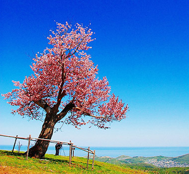 小樽天狗山(賞櫻)