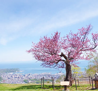 小樽天狗山(賞櫻)