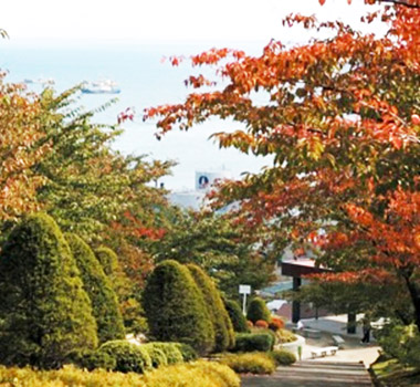 小樽楓紅