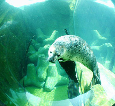 旭山動物園