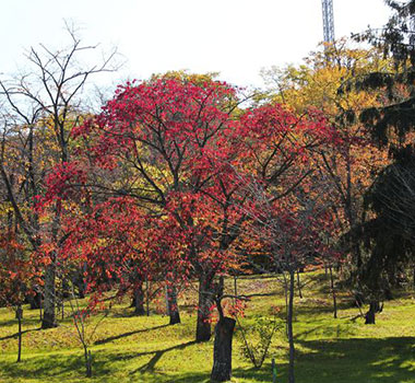 旭山公園