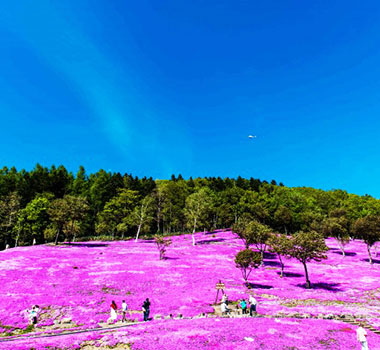 芝櫻瀧上公園
