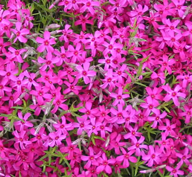 芝櫻瀧上公園