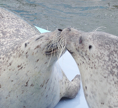 鄂霍次克海豹園