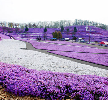 東藻琴芝櫻公園