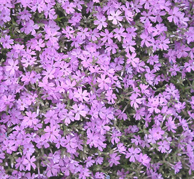 東藻琴芝櫻公園
