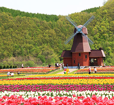 上湧別鬱金香公園
