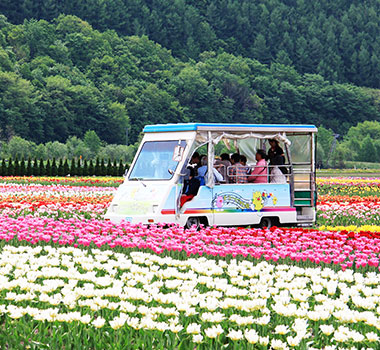上湧別鬱金香公園