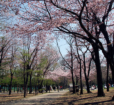 札幌円山公園