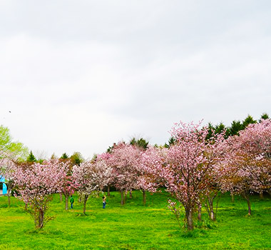 莫埃來沼公園(賞櫻)