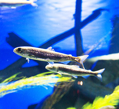 鮭魚故鄉~千歲水族館