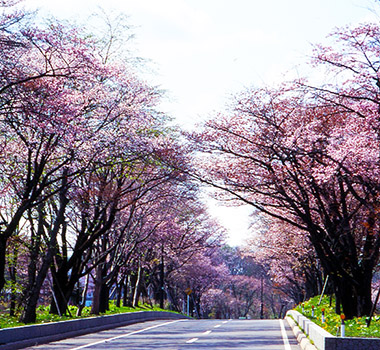 登別櫻花隧道