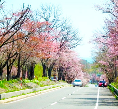 登別櫻花隧道
