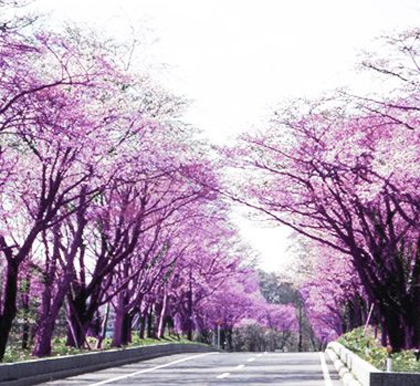 登別櫻花隧道