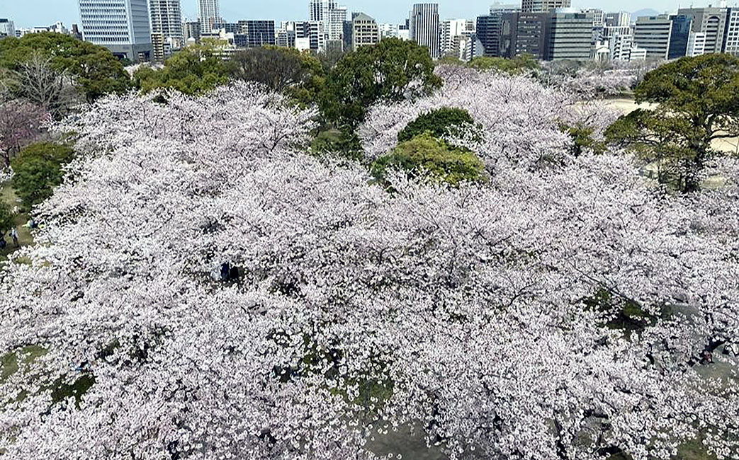 福岡城跡