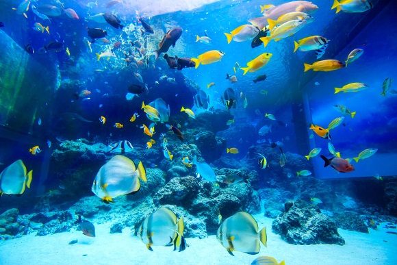 海洋博公園~美麗海水族館