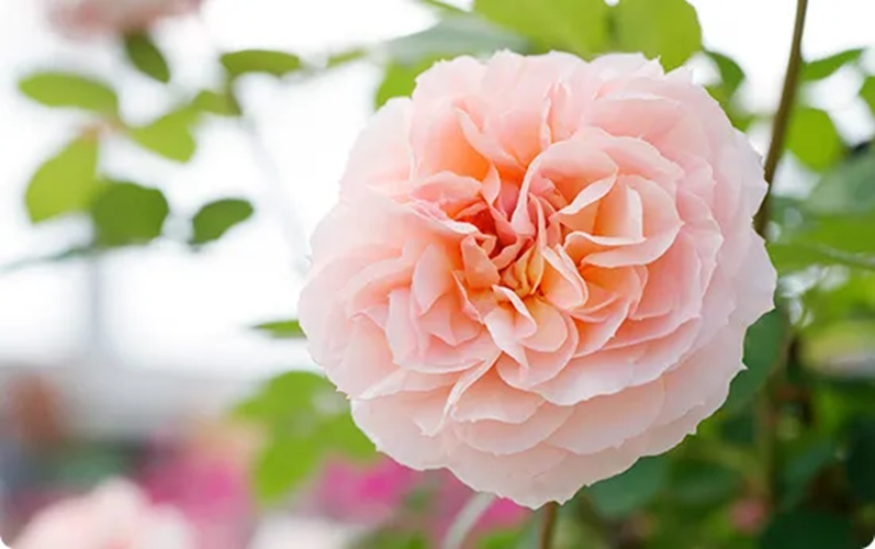 花巻溫泉玫瑰園