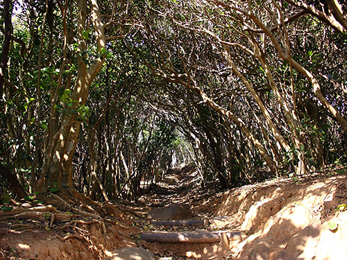 糸島龍貓森林