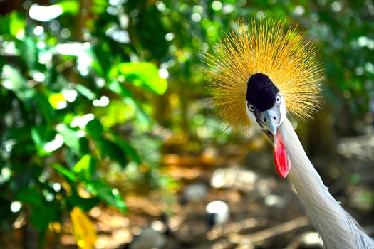 名護自然動植物公園NEO PARK